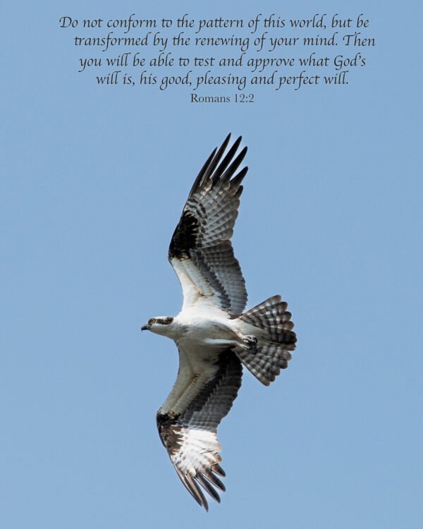 Matthew 6:26
