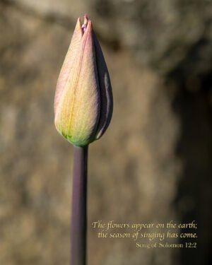 Song of Solomon 122:2